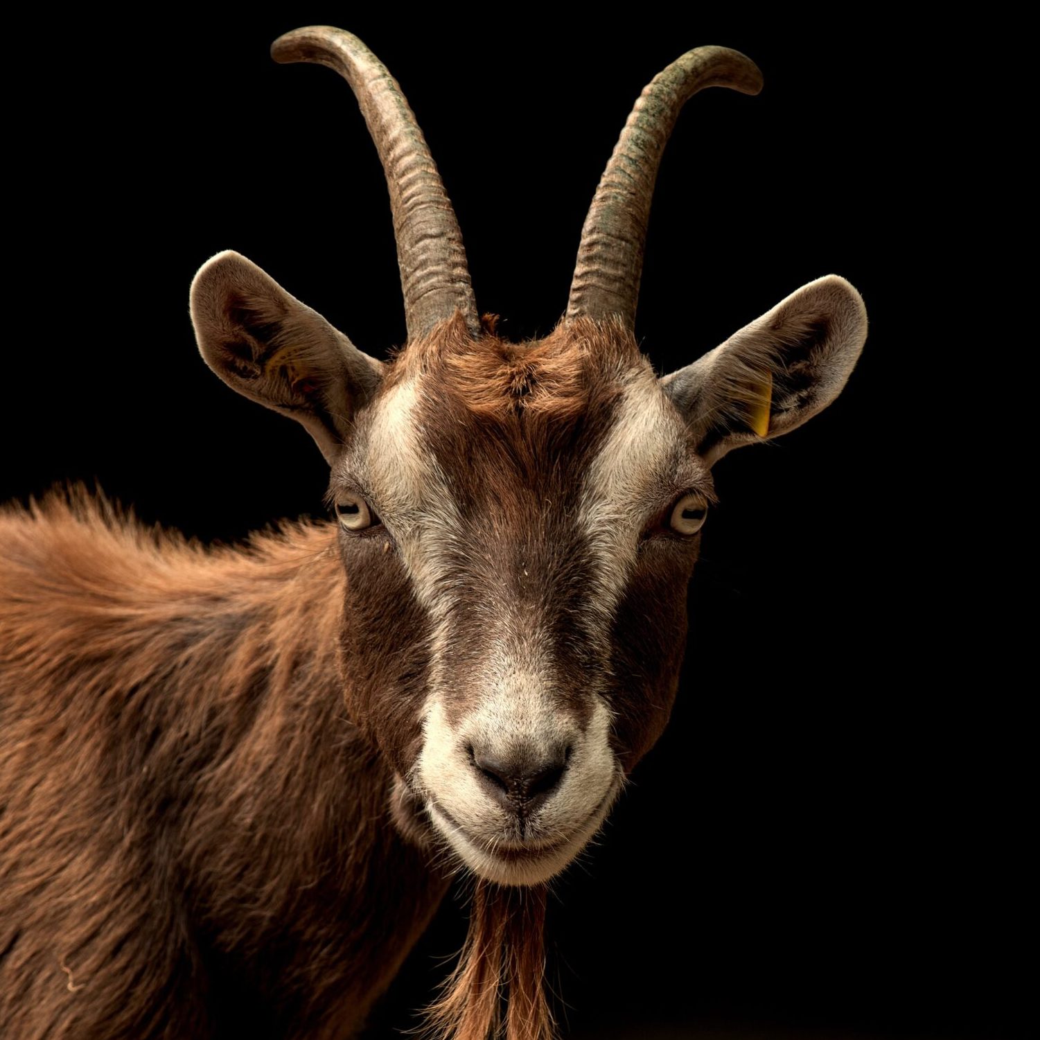 تفاوت کهره و گوسفند